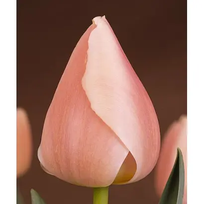 Ollioules / Оллиоулэс