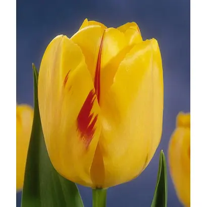 Olympic Flame / Ольмпиц Фламэ