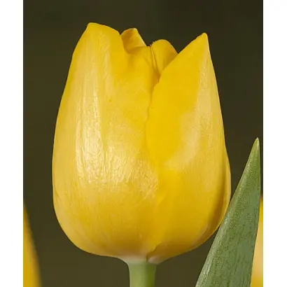 Olympic Medal / Ольмпиц Мэдал