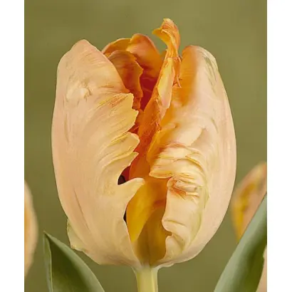 Onedin / Онэдин