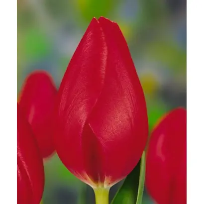 Opmeer / Опмээр