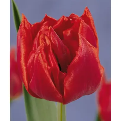 Oranje Nassau / Оране Нассау