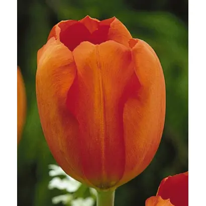 Oranjezon / Оранезон