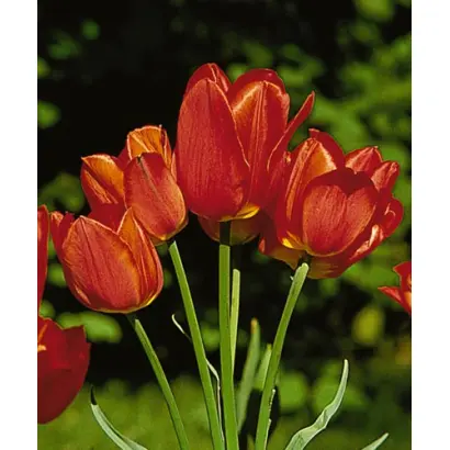 Orange Bouquet / Орангэ Боуqуэт