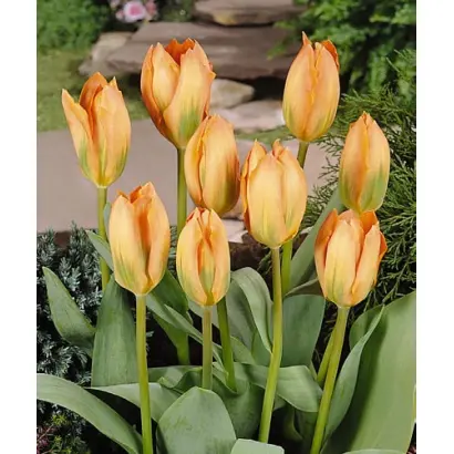 Orange Breeze / Орангэ Брээзэ