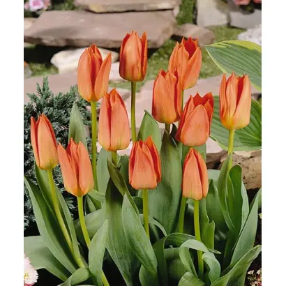 Orange Brilliant / Орангэ Бриллиант