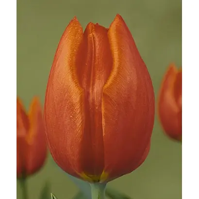 Orange Cassini / Орангэ Цассини