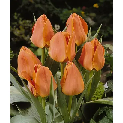 Orange Elite / Орангэ Элитэ