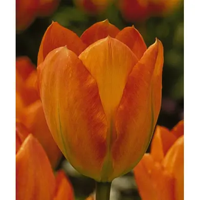 Orange Emperor / Орангэ Эмпэрор