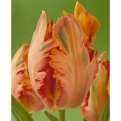 Orange Favourite / Орангэ Фавоуритэ