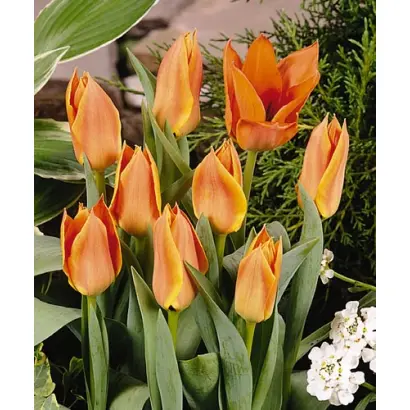 Orange Jewel / Орангэ Еwэл