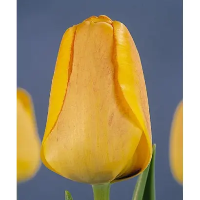 Orange Lion / Орангэ Лион