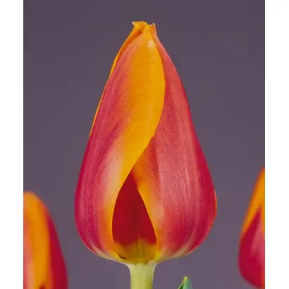 Orange Matador / Орангэ Матадор