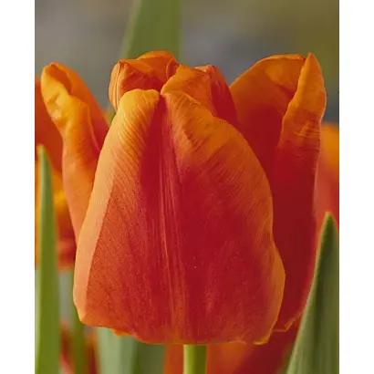 Orange Monarch / Орангэ Монарч