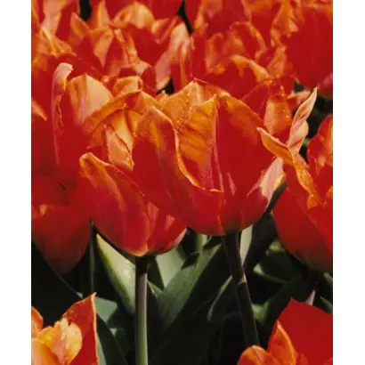 Orange Palestrina / Орангэ Палэстрина