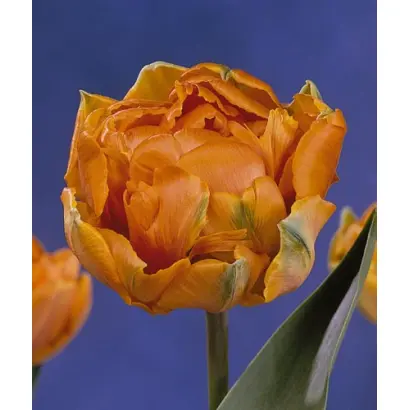 Orange Princess / Орангэ Принцэсс