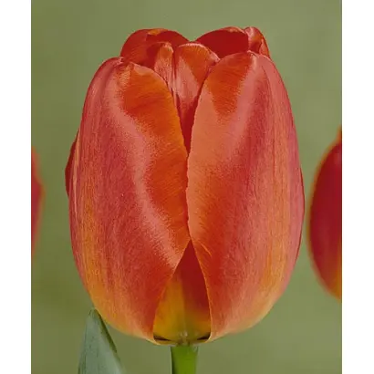 Orange Queen / Орангэ Qуээн