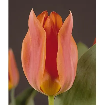 Orange Toronto / Орангэ Торонто