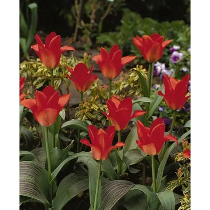 Oriental Beauty / Ориэнтал Бэауть