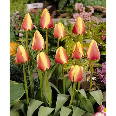 Oriental Splendour / Ориэнтал Сплэндоур