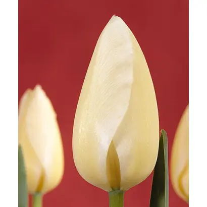 Orleans / Орлэанс