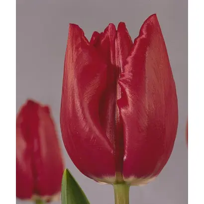 Othello / Отhэлло