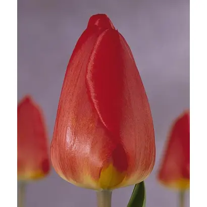 Oxford / Оxфорд