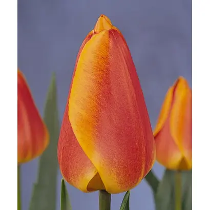 Oxford's Elite / Оxфорд'с Элитэ