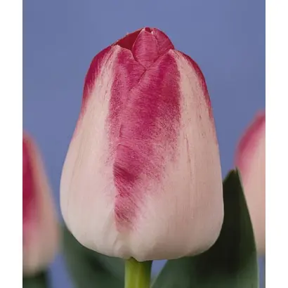 Page Polka / Пагэ Полка