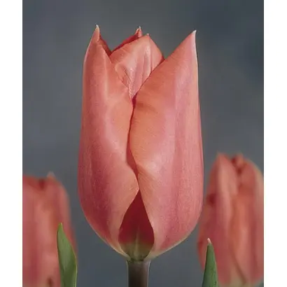 Palestrina / Палэстрина