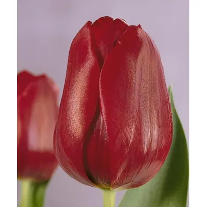 Pallada / Паллада