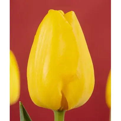 Palm Beach / Палм Бэач