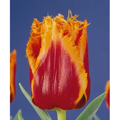 Palmares / Палмарэс