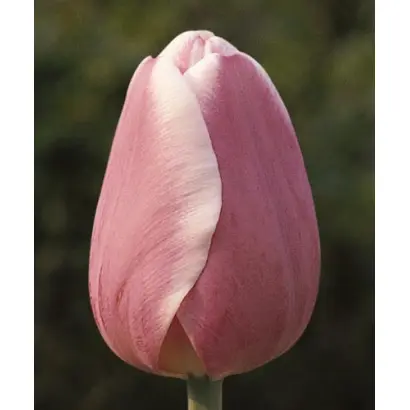 Pandion / Пандион