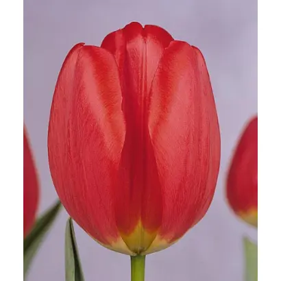 Parade / Парадэ