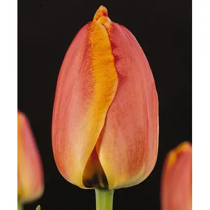 Parade Elite / Парадэ Элитэ