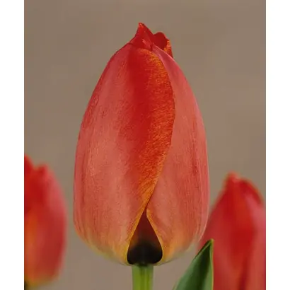 Parade Record / Парадэ Рэцорд