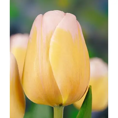 Parasol / Парасол