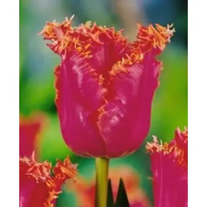 Party Time / Парть Тимэ