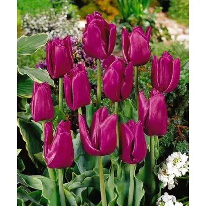 Passionale / Пассионалэ