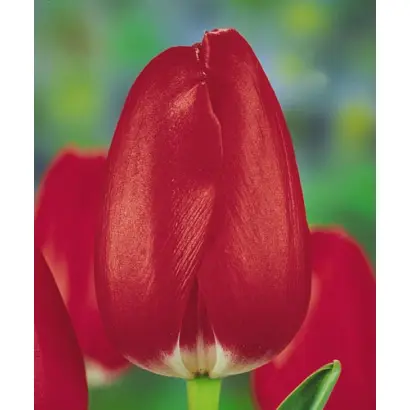 Patriot / Патриот