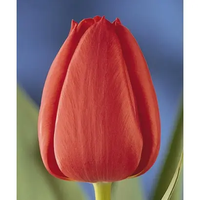 Paul Richter / Паул Ричтэр