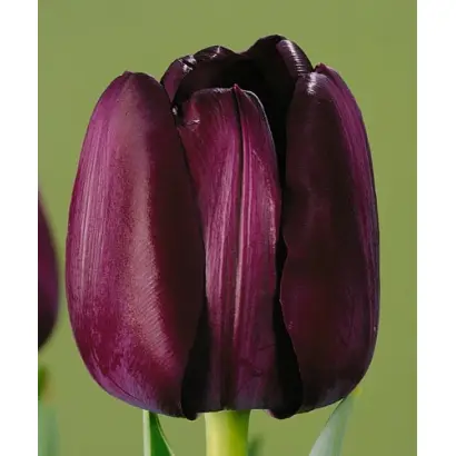 Paul Scherer / Паул Счэрэр