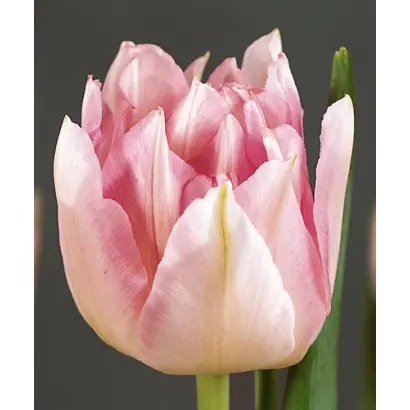 Peach Blossom / Пэач Блоссом