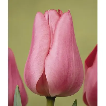 Peer Gynt / Пээр Гьнт