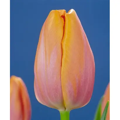 Peerless Beauty / Пээрлэсс Бэауть