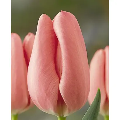 Peerless Pink / Пээрлэсс Пинк