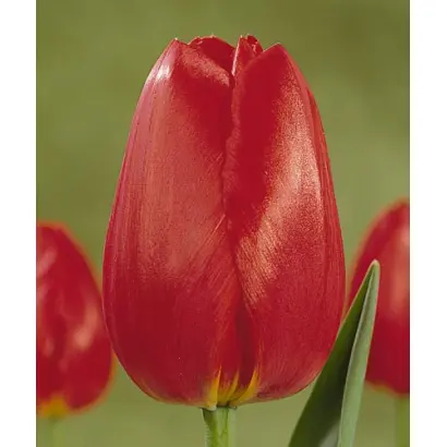 Peking / Пэкинг