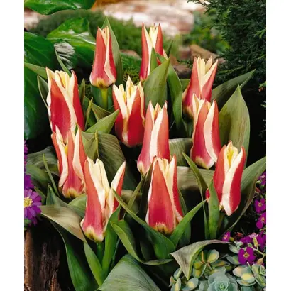 Perfectionist / Пэрфэцтионист