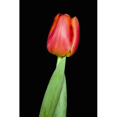 Perpetua / Пэрпэтуа